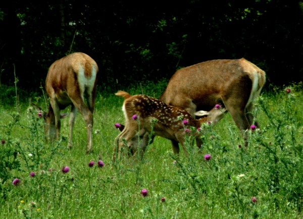 Tenerezze di mamma cervo